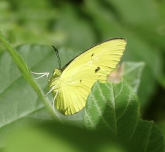 Eurema tominia
