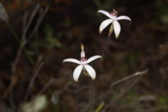 Caladenia hirta rosea