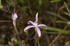 Caladenia hirta rosea