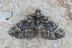 Eucymatoge peplodes