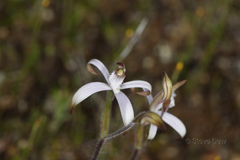 Caladenia hirta rosea