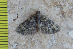 Eucymatoge peplodes