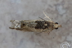 Crocidosema plebejana