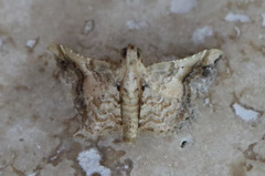 Scenedra decoratalis