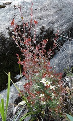 Leptospermum macrocarpum