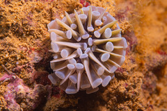 Euphyllia cristata