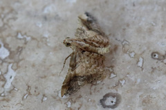 Scenedra decoratalis