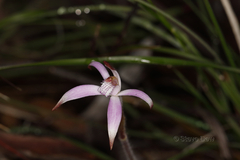 Caladenia hirta rosea