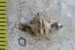 Scenedra decoratalis