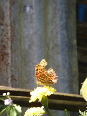 Argynnis