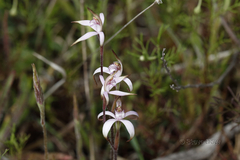 Caladenia hirta rosea