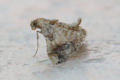 Scenedra decoratalis