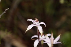 Caladenia hirta rosea