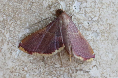 Endotricha mesenterialis