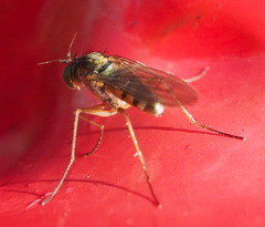 Dolichopodidae