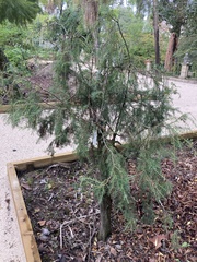 Juniperus cedrus
