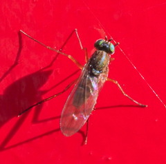 Dolichopodidae