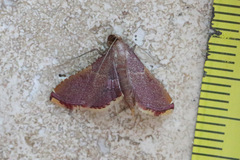 Endotricha mesenterialis