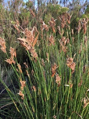 Elegia filacea
