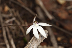 Caladenia saccharata
