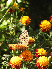 Argynnis
