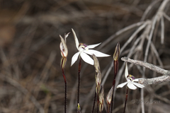 Caladenia saccharata