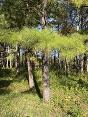 Pinus
