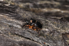Onthophagus ferox