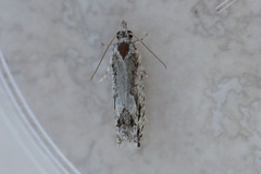 Holocola thalassinana