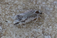 Holocola thalassinana