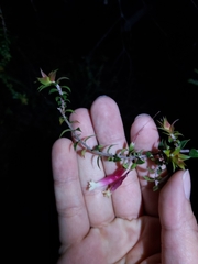 Epacris longiflora