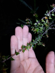 Epacris longiflora