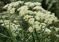 Ozothamnus ferrugineus