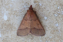 Arippara disticha