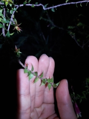 Epacris longiflora