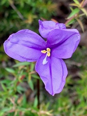 Patersonia occidentalis occidentalis