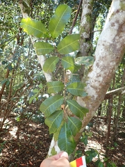 Sapindaceae