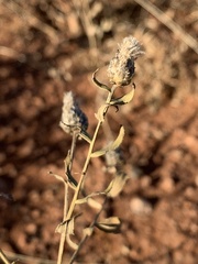 Leuzea repens