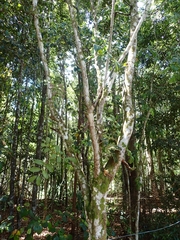 Sapindaceae
