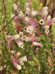 Erica perspicua