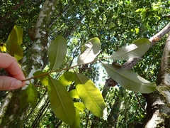 Sapindaceae