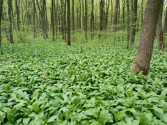 Allium ursinum