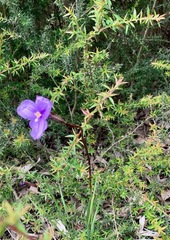 Patersonia occidentalis occidentalis