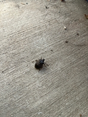 Holcostethus abbreviatus