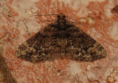 Eucymatoge peplodes