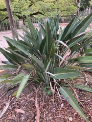 Strelitzia reginae reginae