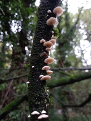 Crepidotus variabilis