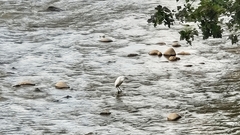 Egretta garzetta garzetta