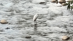 Egretta garzetta garzetta