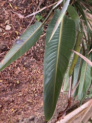 Strelitzia reginae reginae